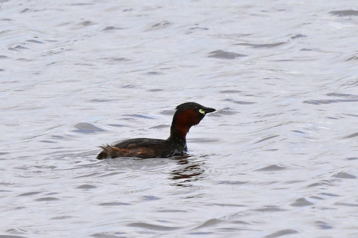 Little Grebe (Little) - ML647472956