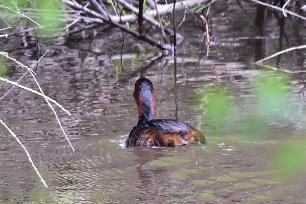 Little Grebe (Little) - ML647472960