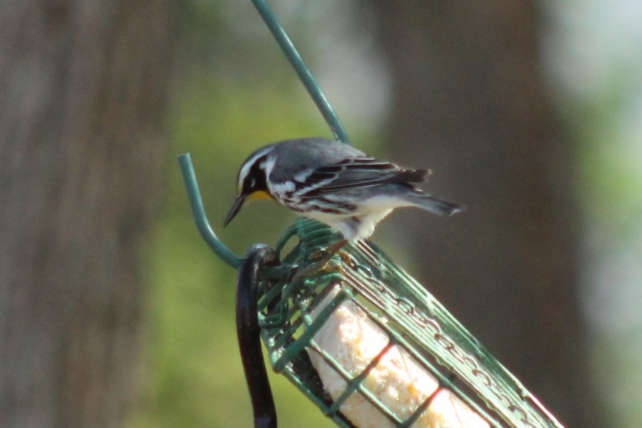 Yellow-throated Warbler - ML647472984