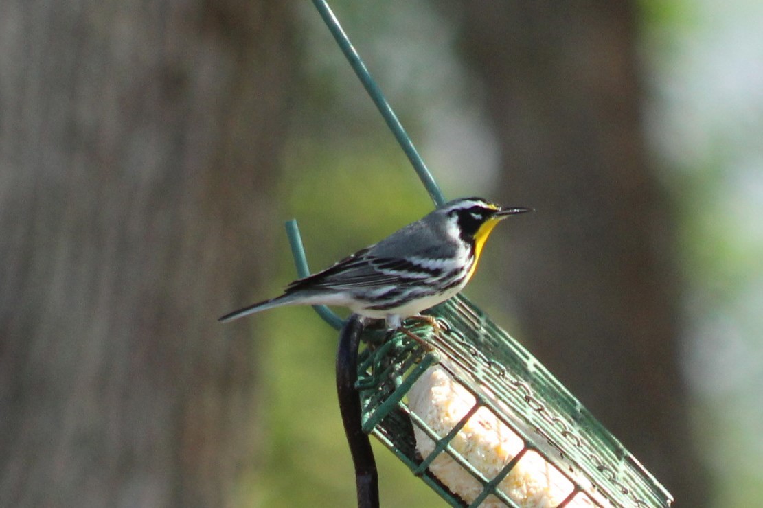 Yellow-throated Warbler - ML647472985