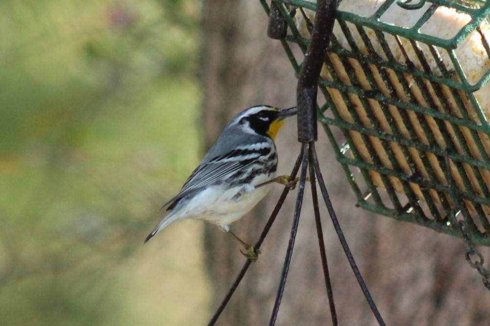 Yellow-throated Warbler - ML647472986