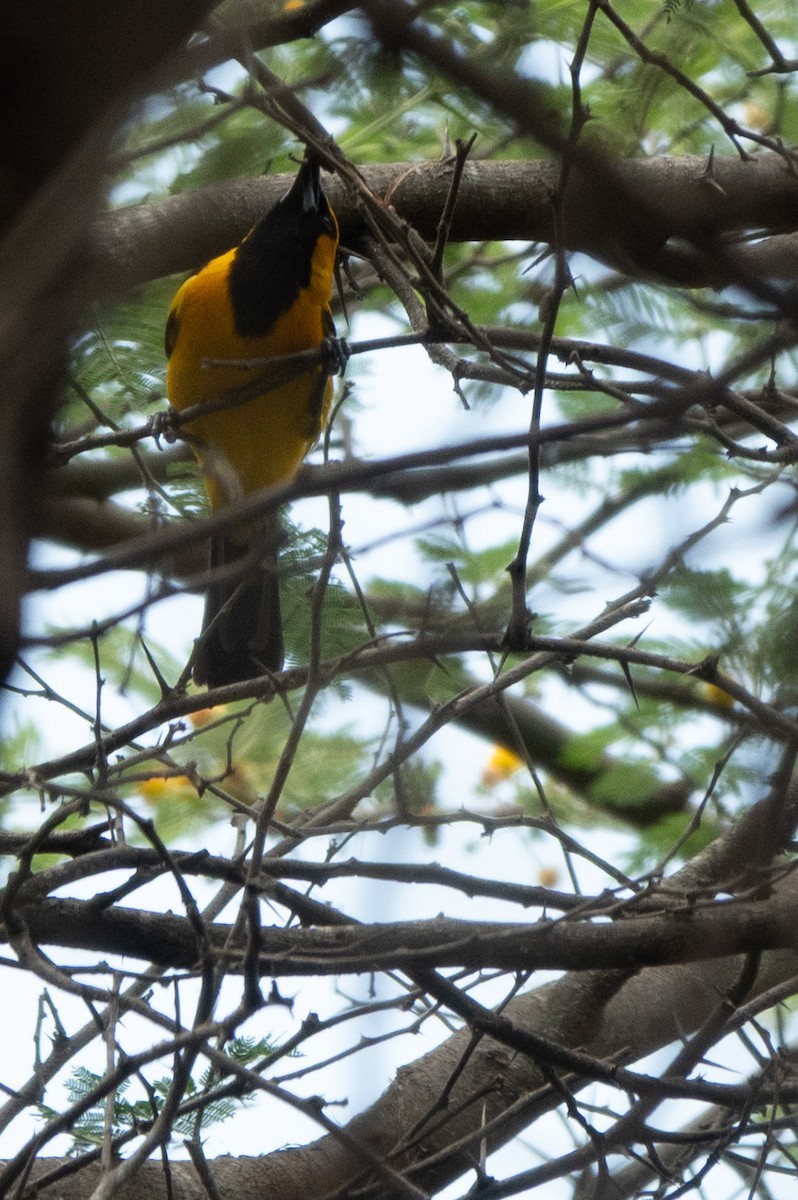 White-edged Oriole - ML647472987