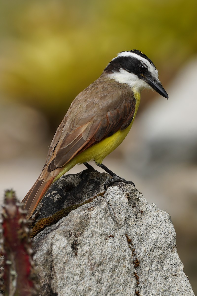 Tyran quiquivi - ML647472988