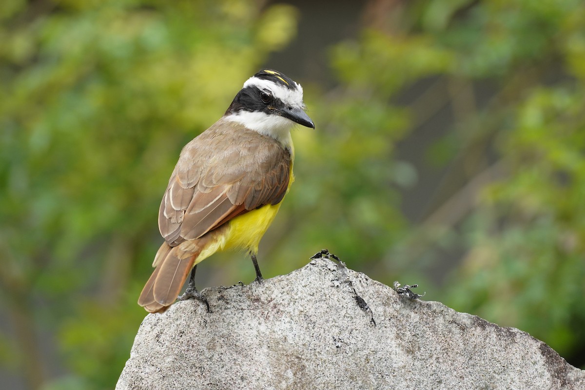 Tyran quiquivi - ML647472989