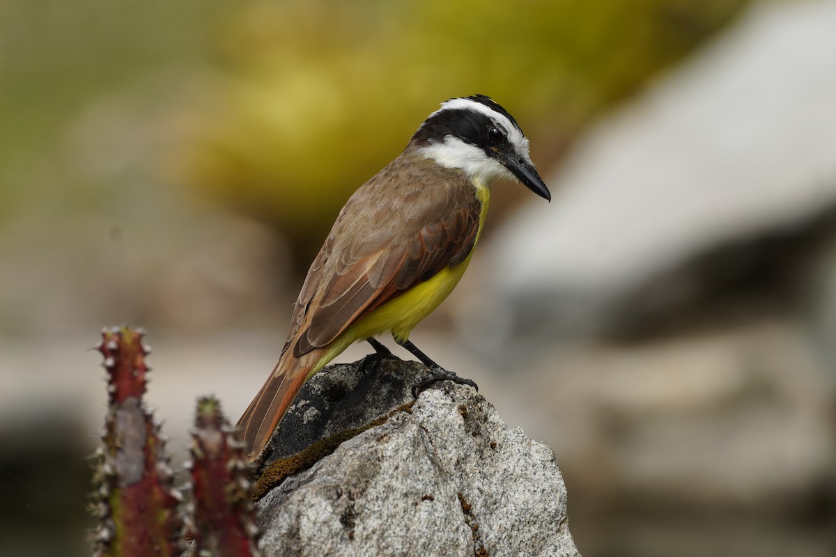 Tyran quiquivi - ML647472990