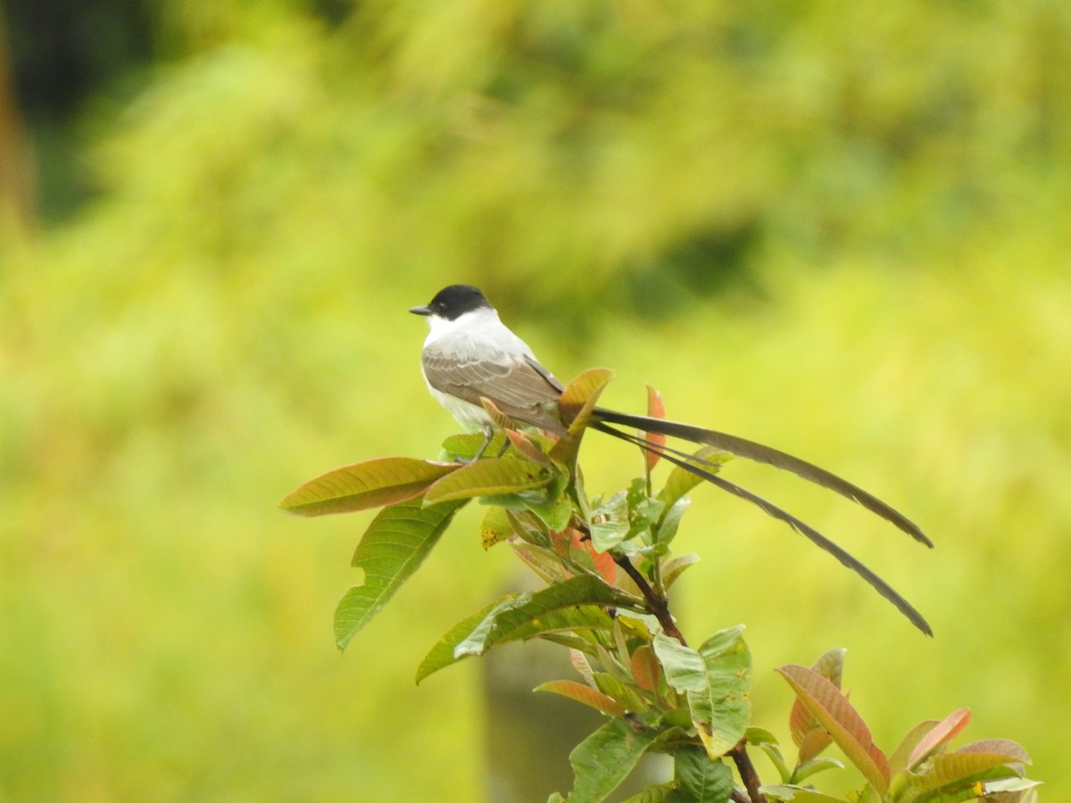 Tyran des savanes - ML647473015