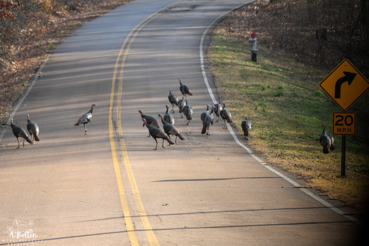シチメンチョウ - ML647473017
