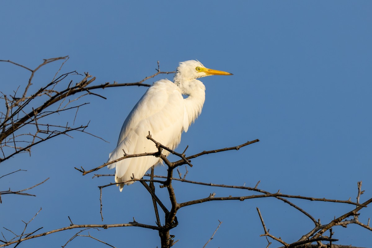 Grande Aigrette - ML647473018