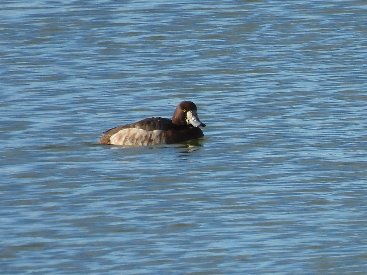 Petit Fuligule - ML647473019