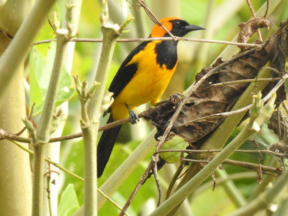 Oriole à tête d'or - ML647473020