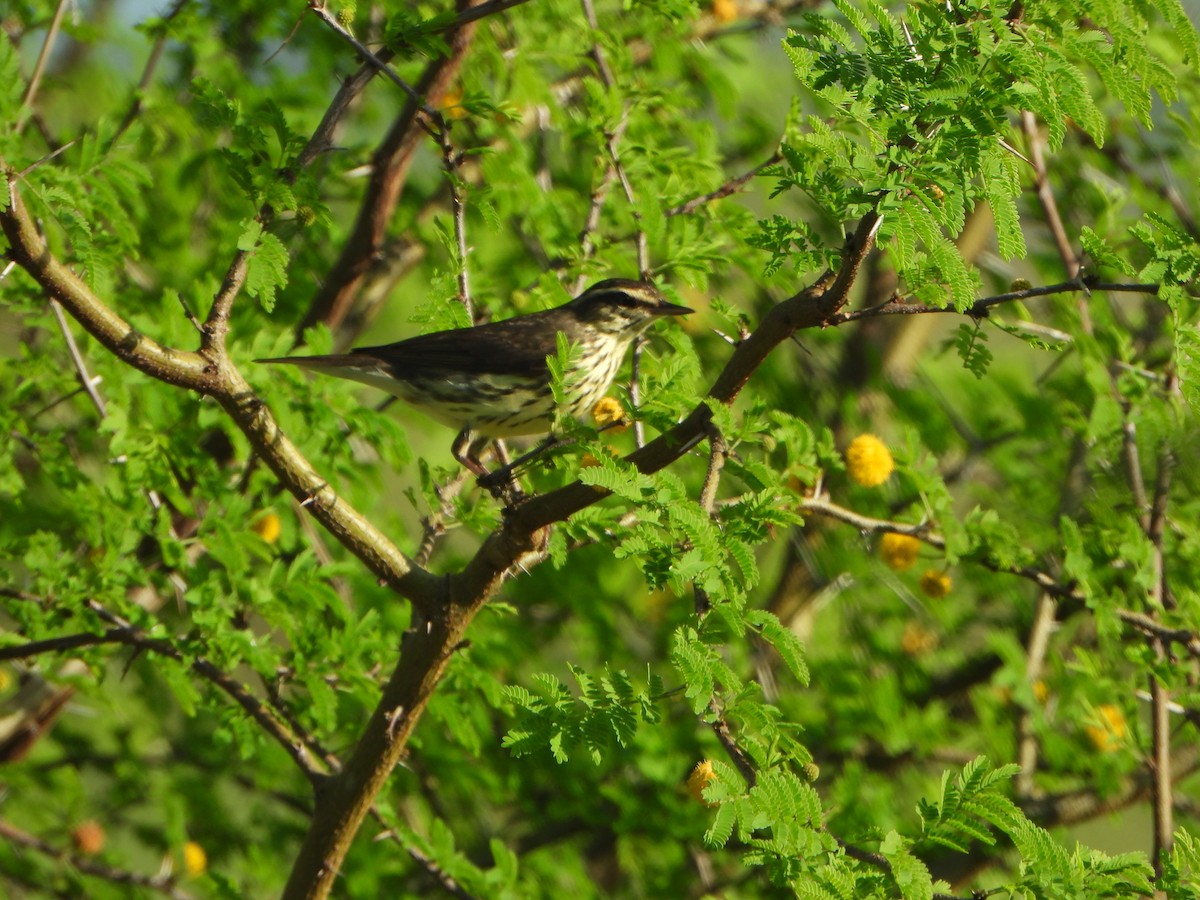 Paruline des ruisseaux - ML647473021