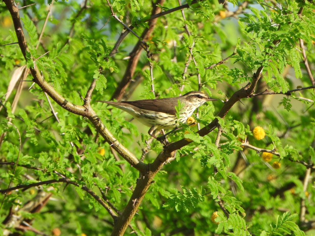 Paruline des ruisseaux - ML647473022