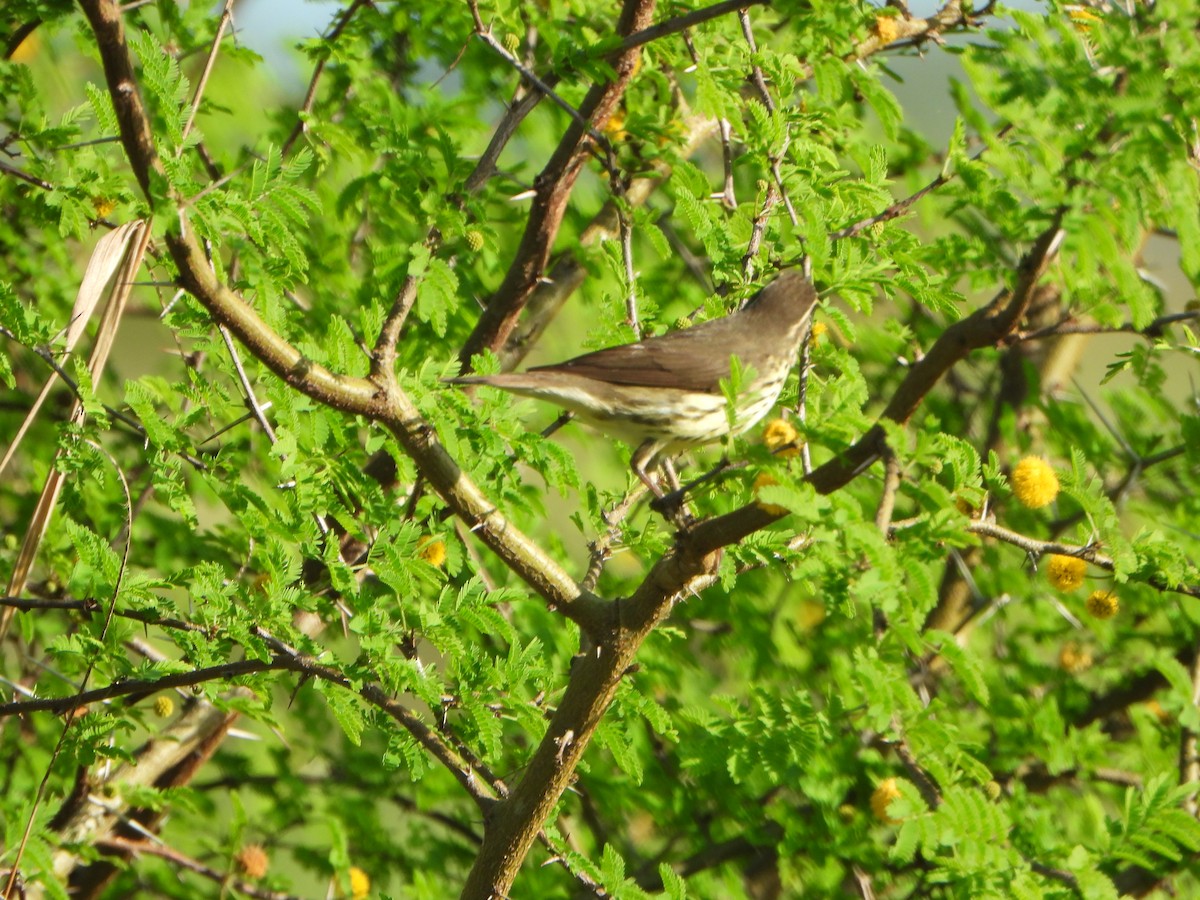 Paruline des ruisseaux - ML647473023