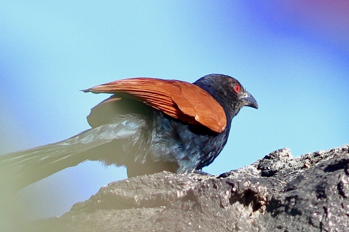 Grand Coucal - ML647473024