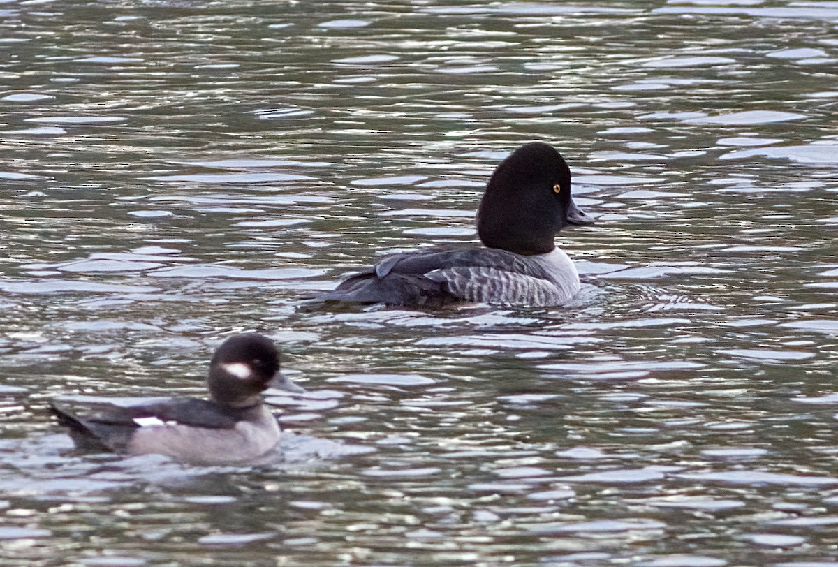 Garrot d'Islande - ML647473025