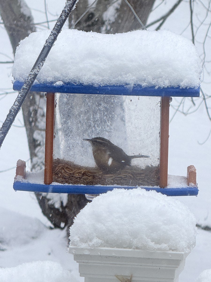 Troglodyte de Caroline - ML647473026