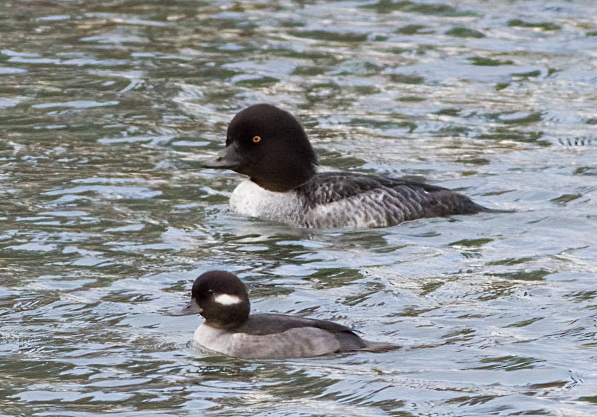 Garrot d'Islande - ML647473028