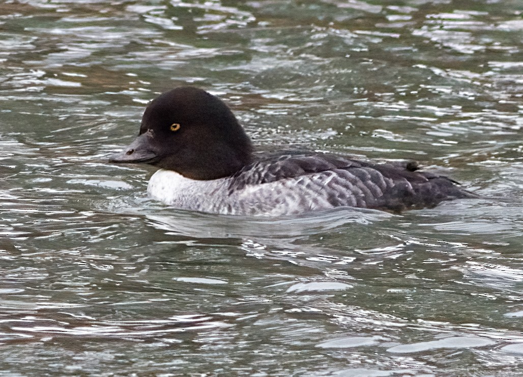 Garrot d'Islande - ML647473029