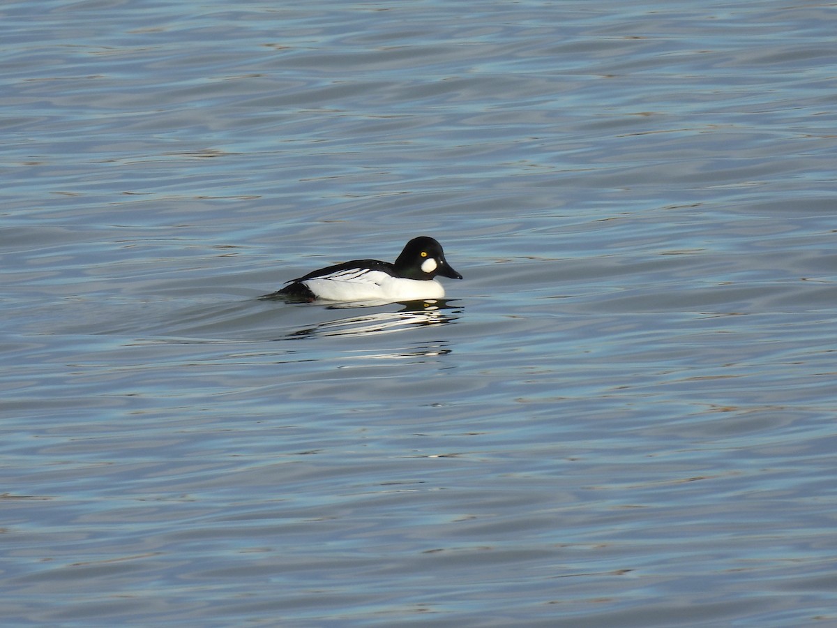 Garrot à oeil d'or - ML647473030