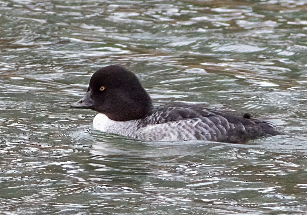 Garrot d'Islande - ML647473031