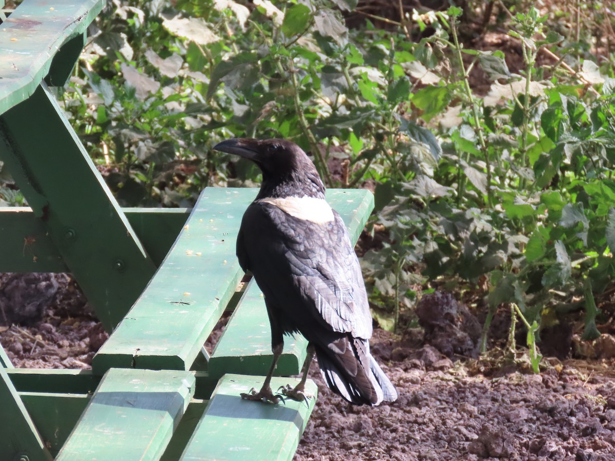 Corbeau pie - ML647473032