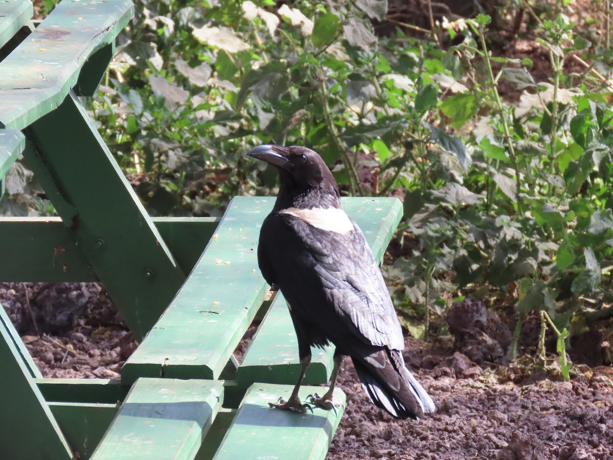 Corbeau pie - ML647473033