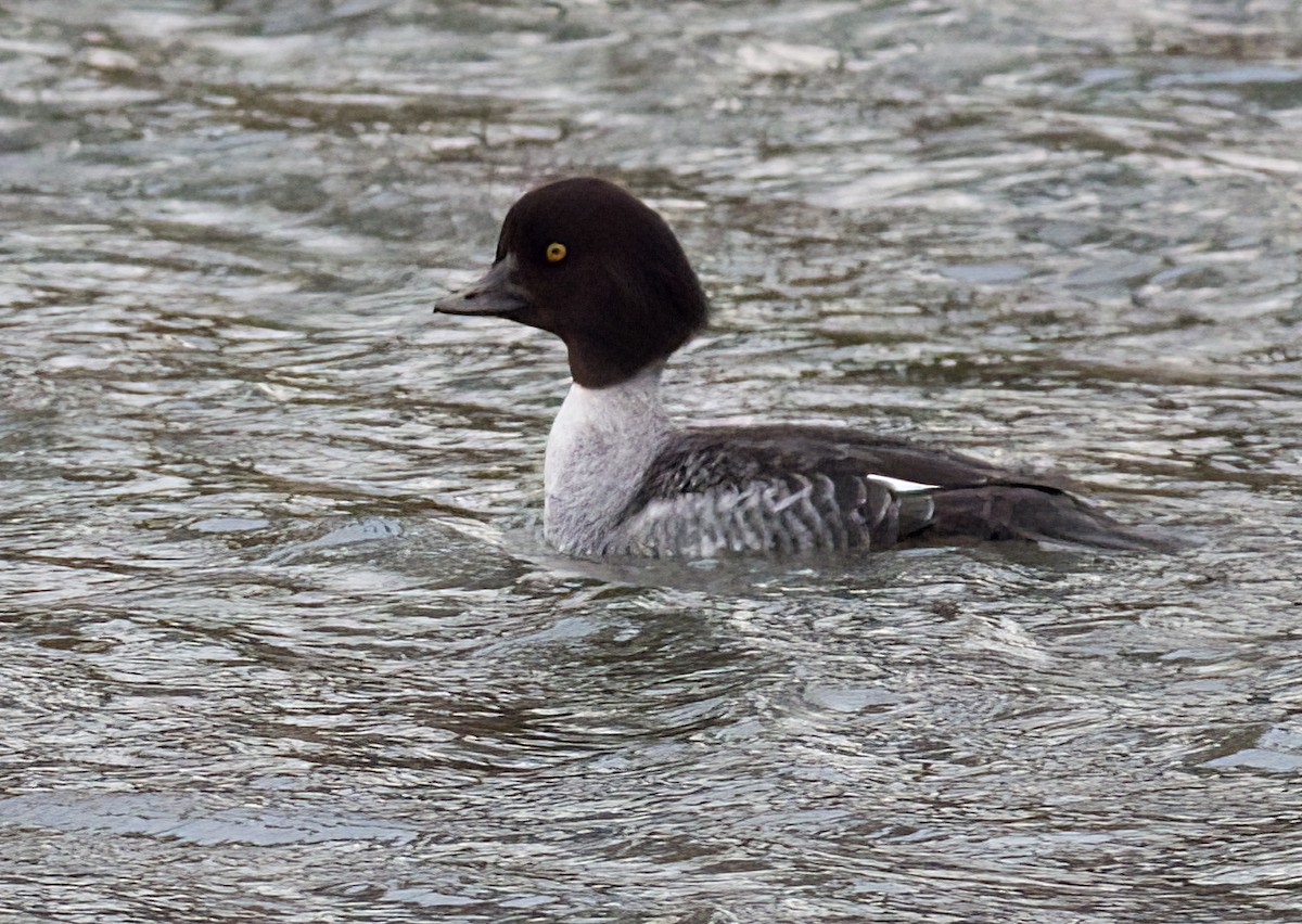 Garrot d'Islande - ML647473034