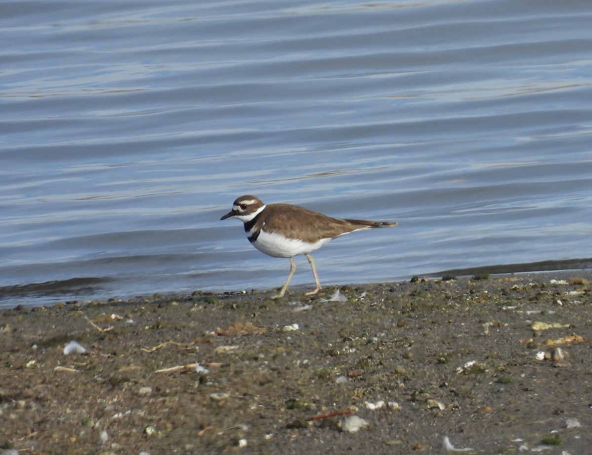 Pluvier kildir - ML647473035