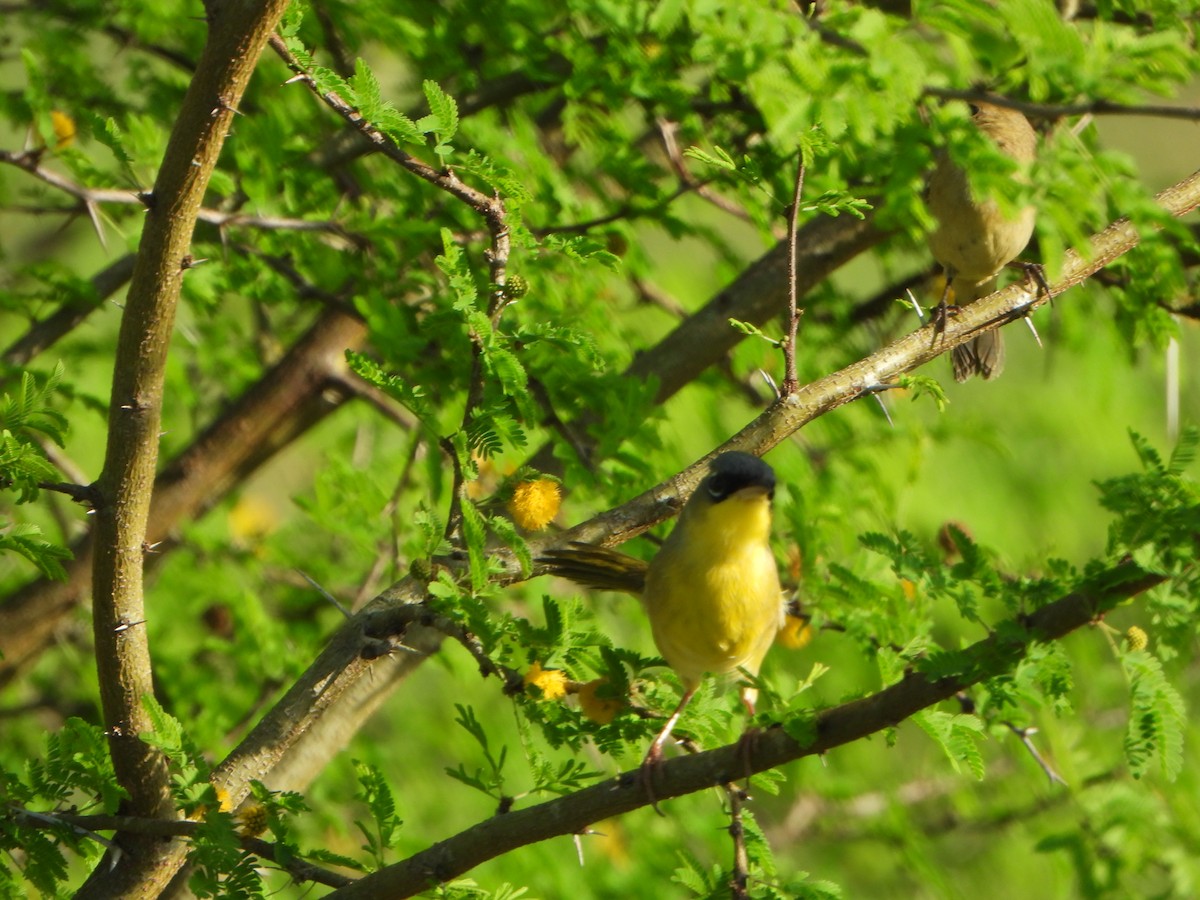 Paruline à calotte grise - ML647473036
