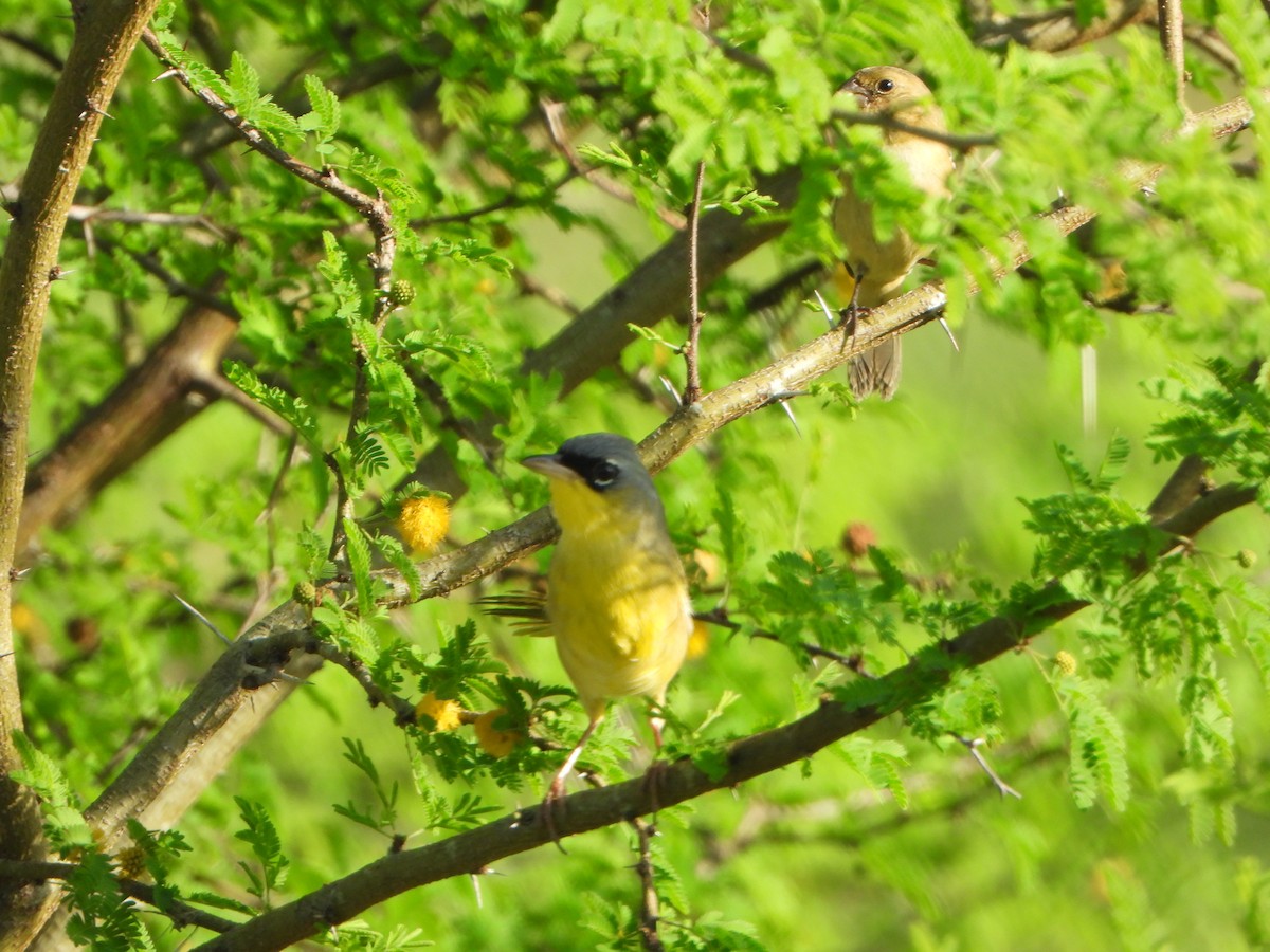 Paruline à calotte grise - ML647473037