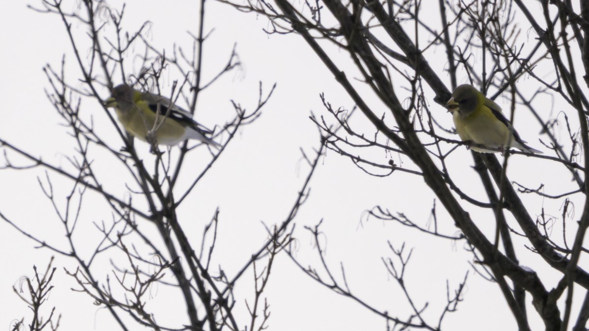 Gros-bec errant - ML647473047