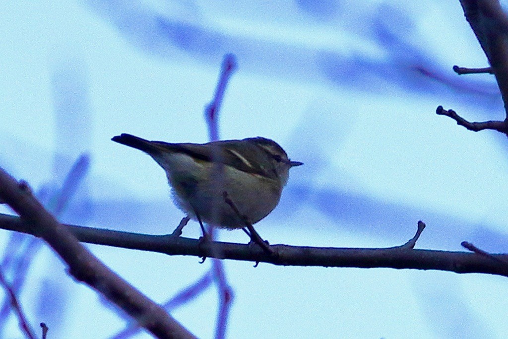 Pouillot de Hume - ML647473048