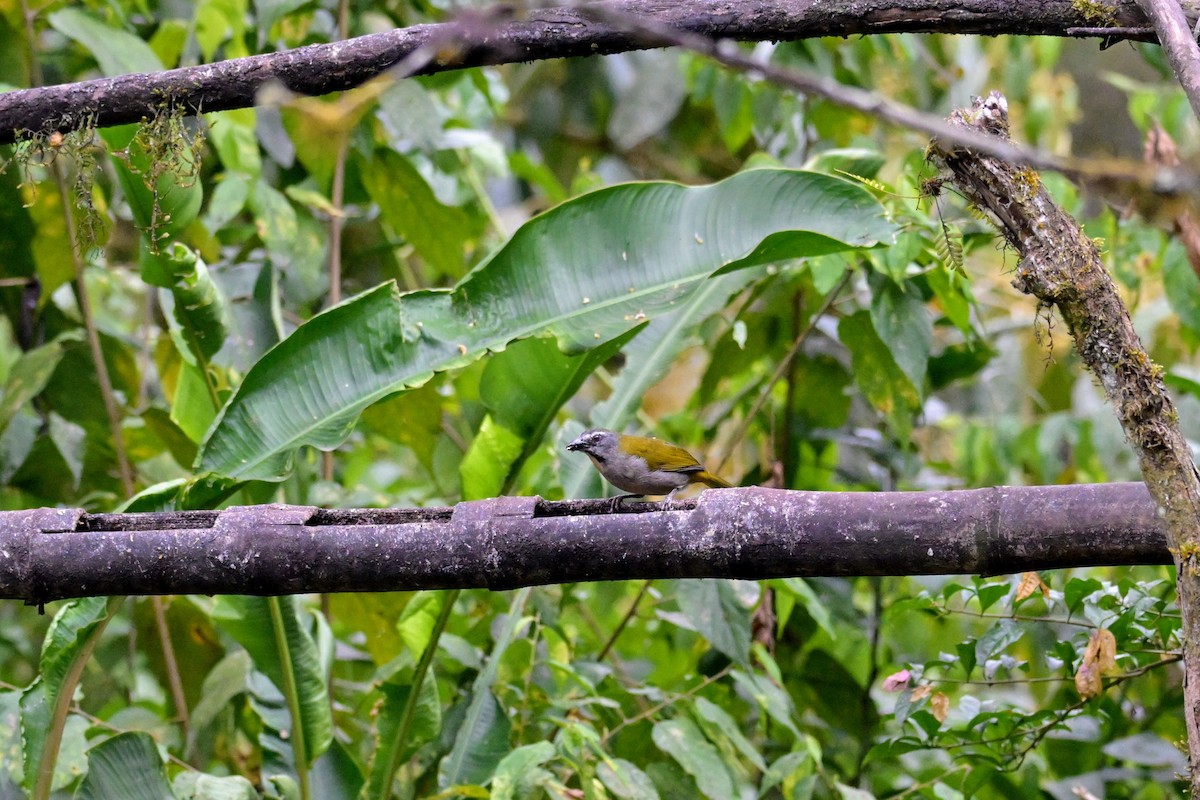 Saltator des grands-bois - ML647473051