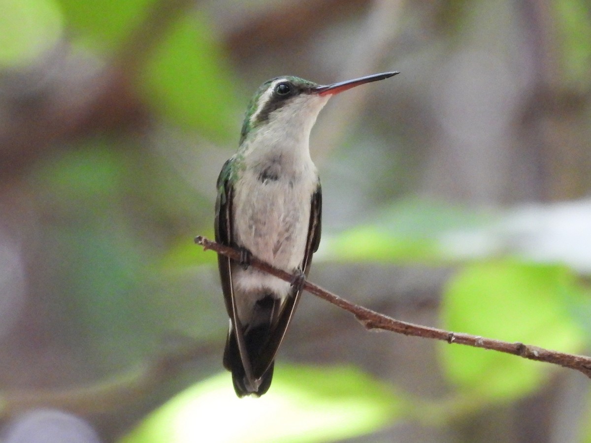Émeraude de Canivet - ML647473053