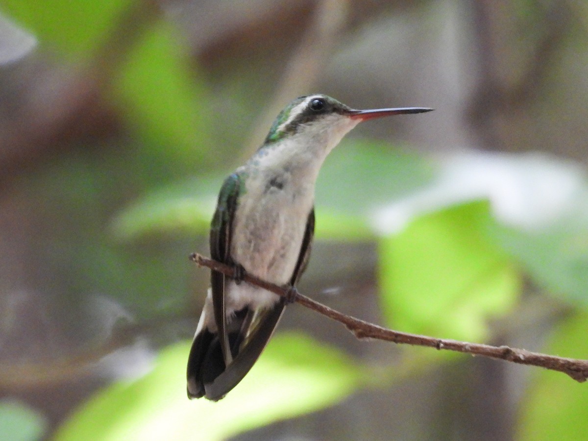 Émeraude de Canivet - ML647473054