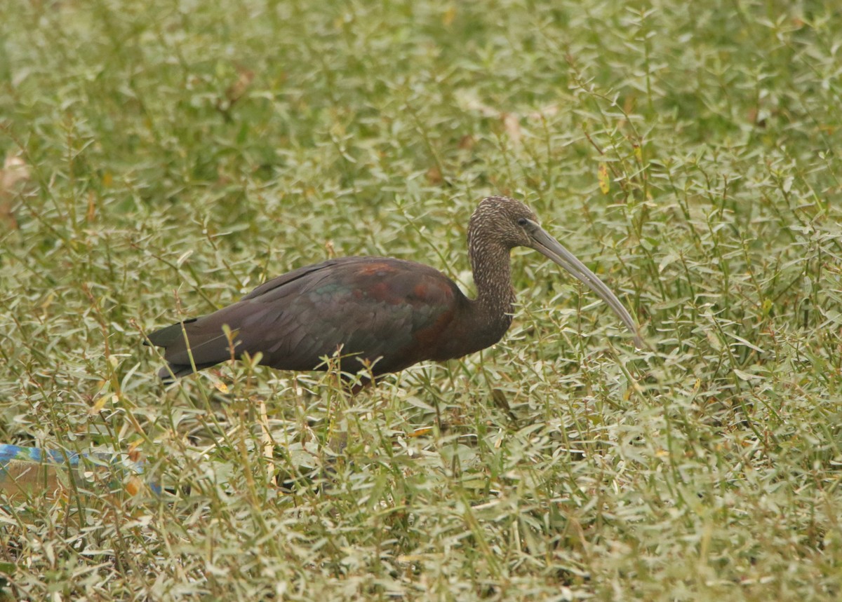 Ibis falcinelle - ML647473055