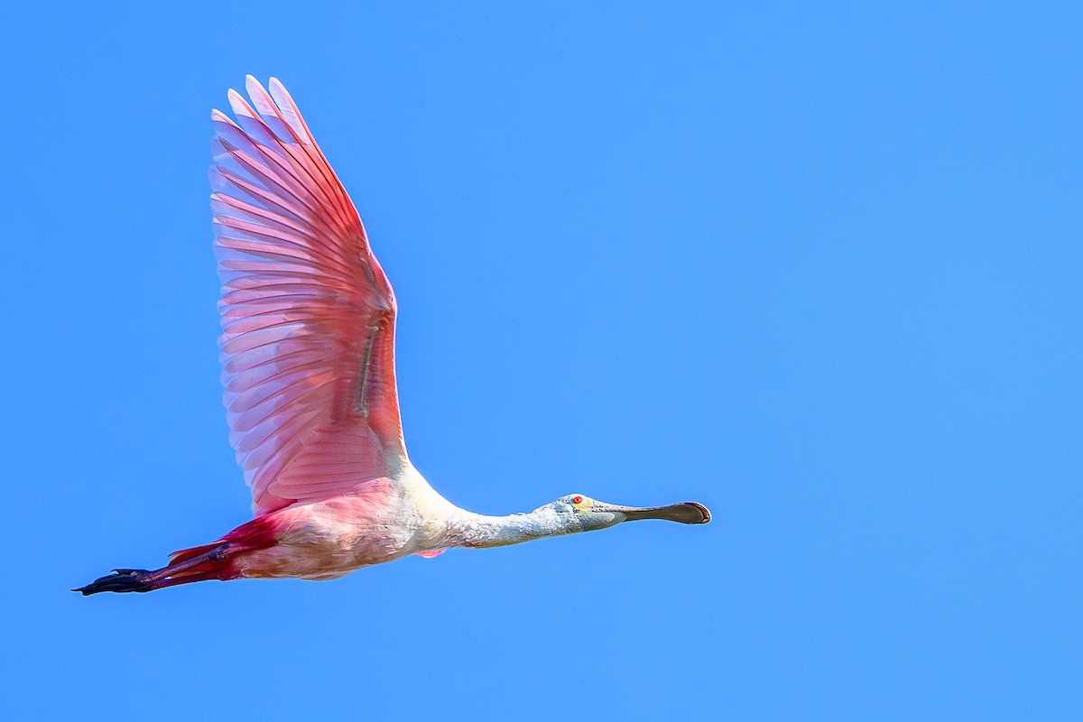 Spatule rosée - ML647473063