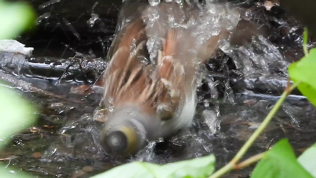 strnadec bělohrdlý - ML647473064