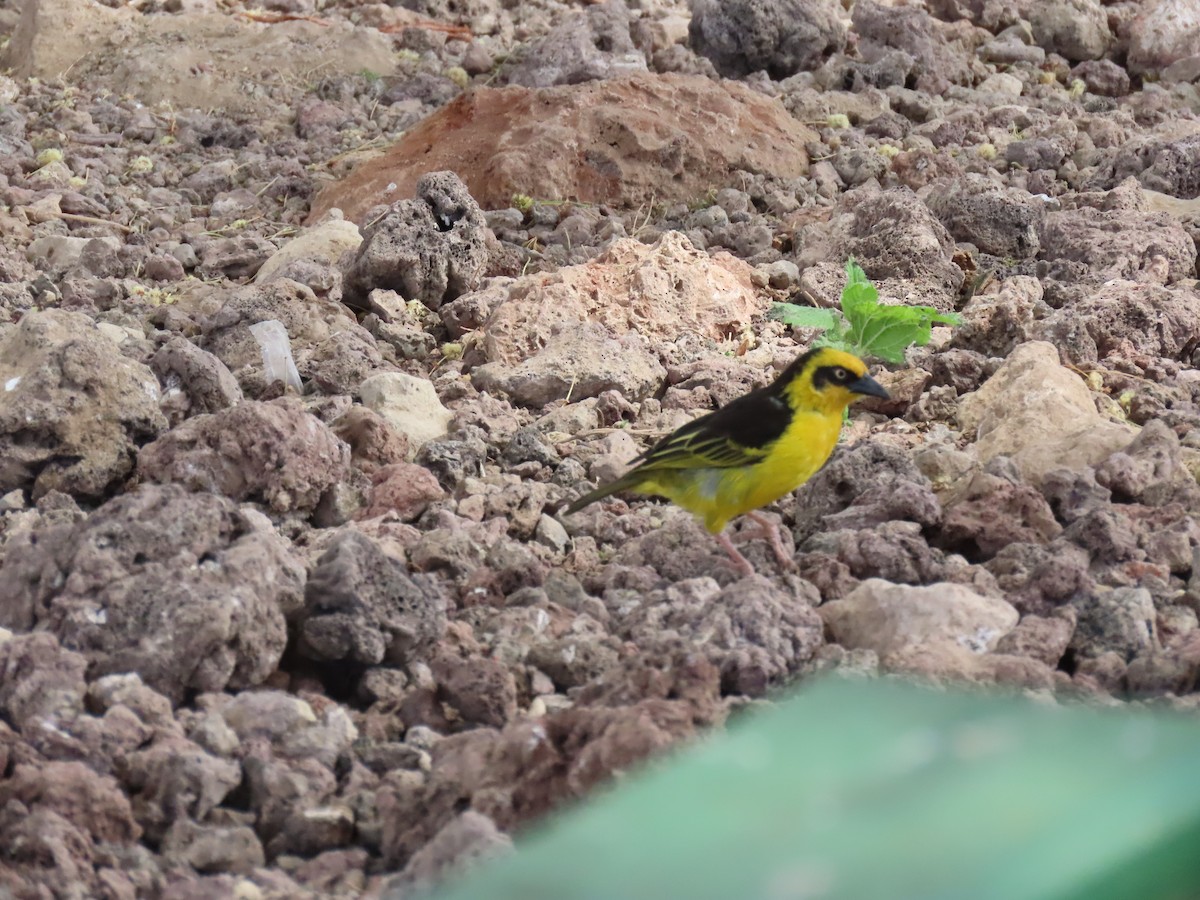 Tejedor Baglafecht (reichenowi) - ML647473068