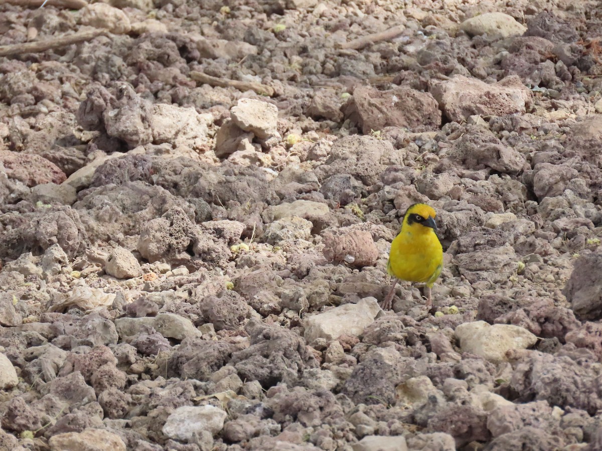 Tejedor Baglafecht (reichenowi) - ML647473069