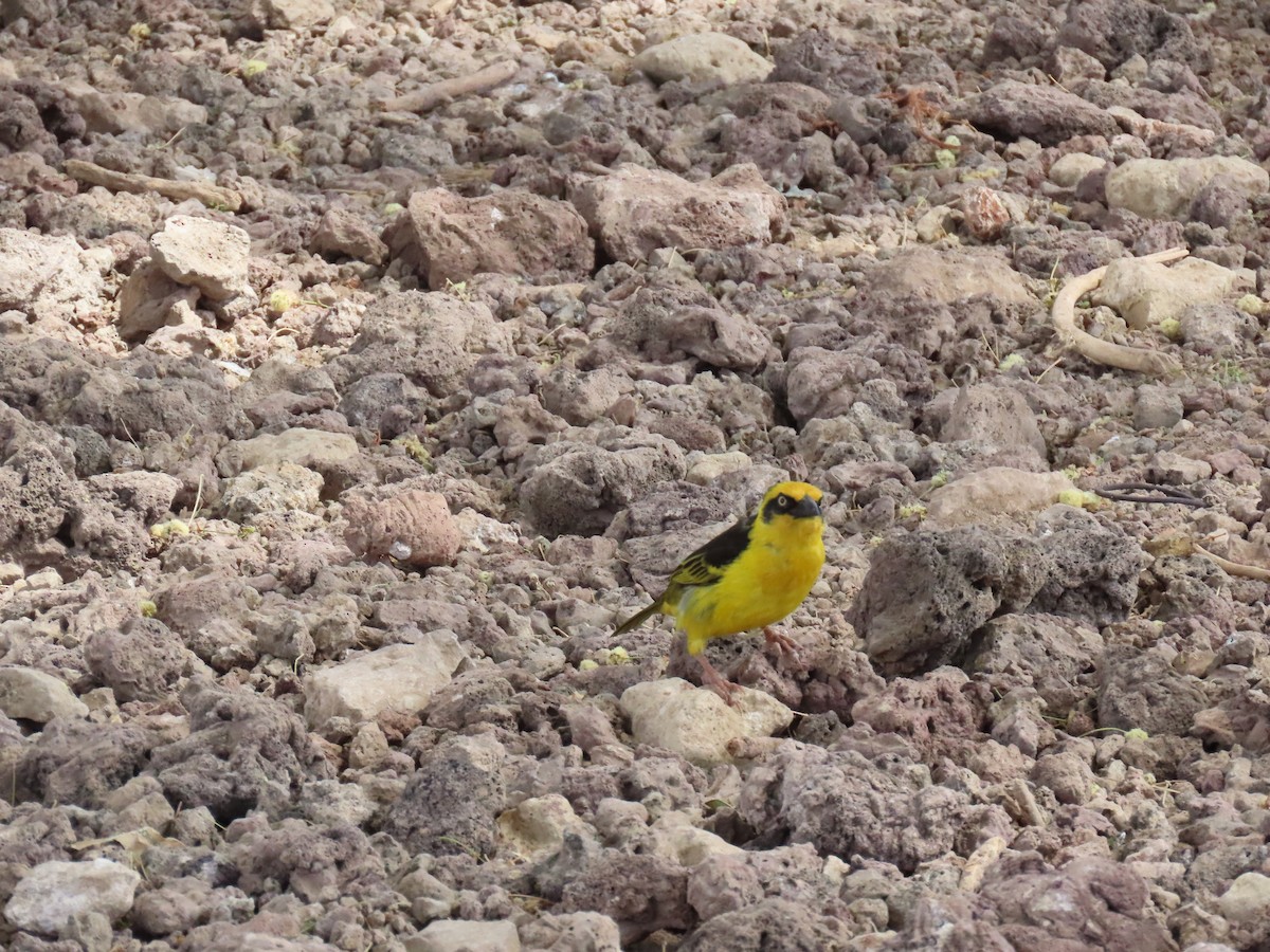 Tejedor Baglafecht (reichenowi) - ML647473070