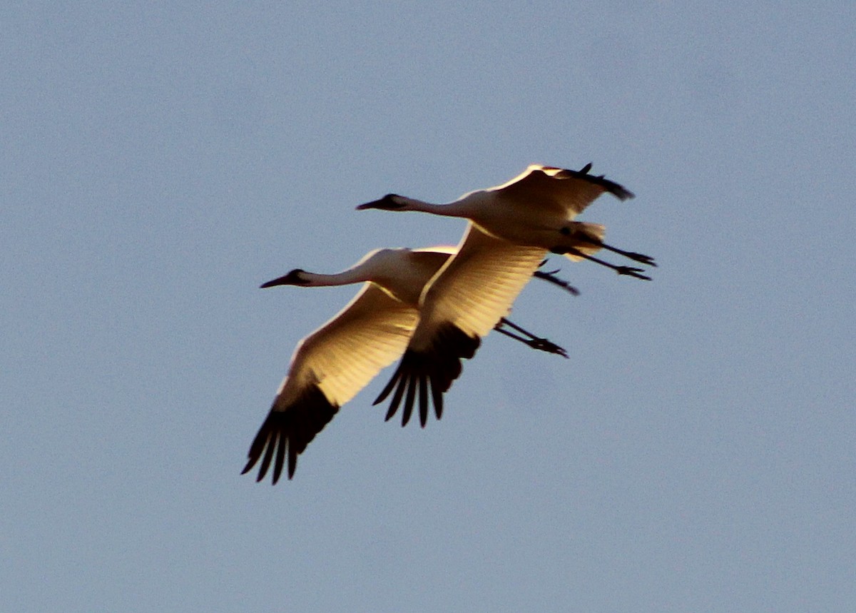 trompettrane - ML647473071