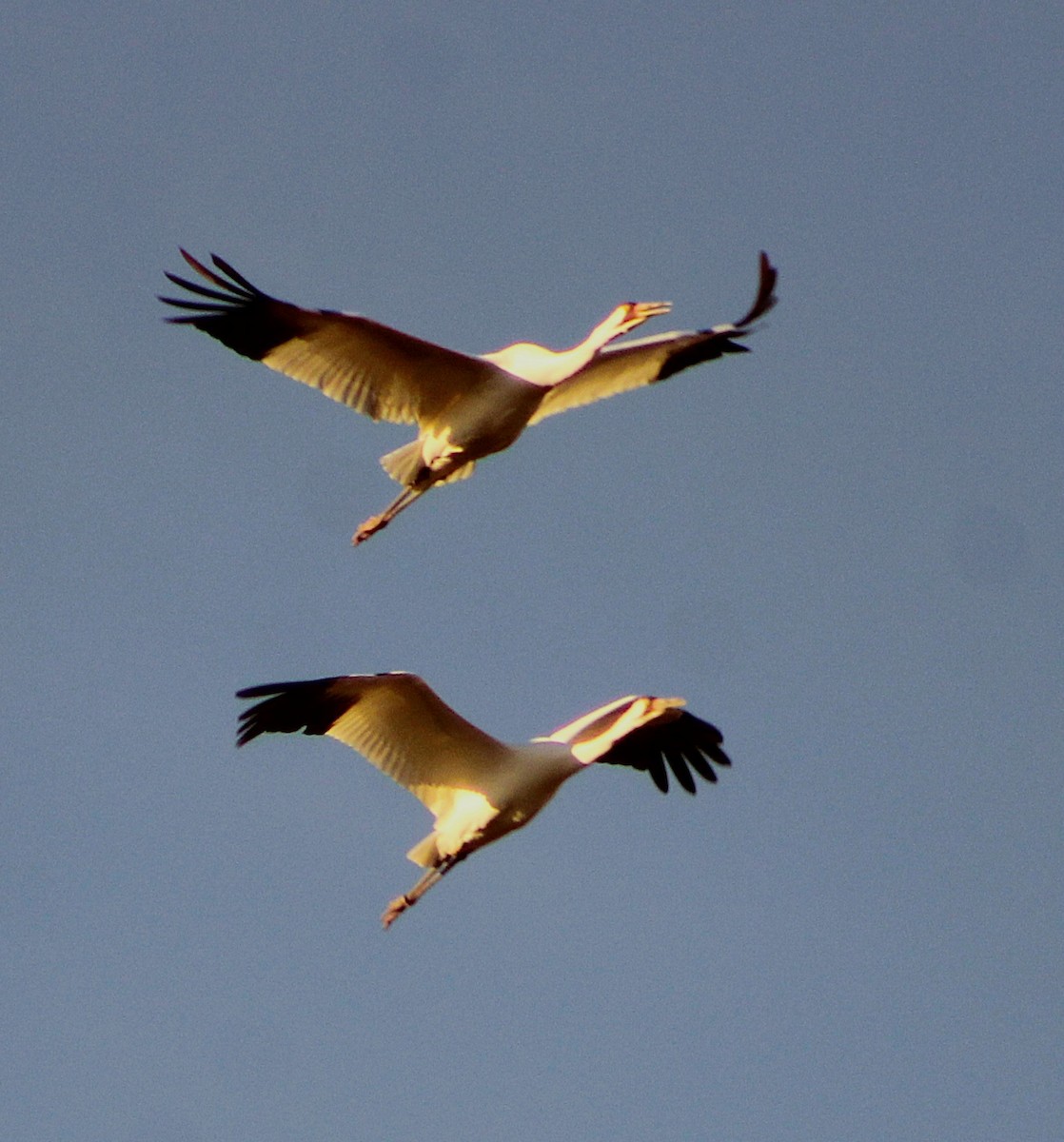 trompettrane - ML647473072