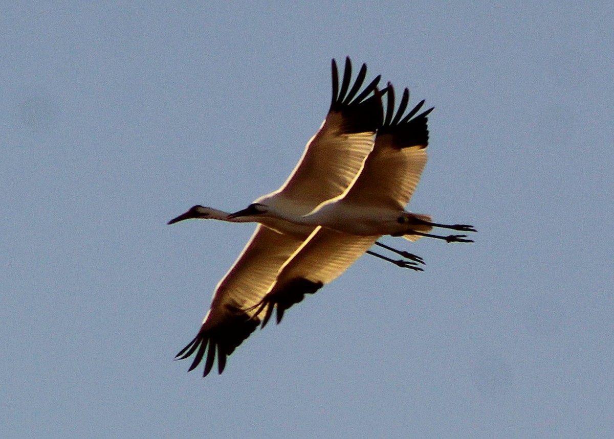 trompettrane - ML647473073