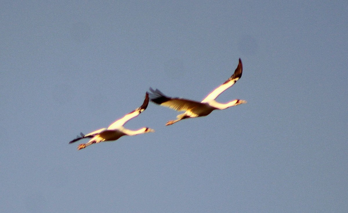 trompettrane - ML647473074