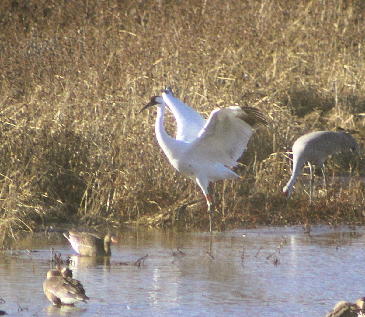 trompettrane - ML647473075