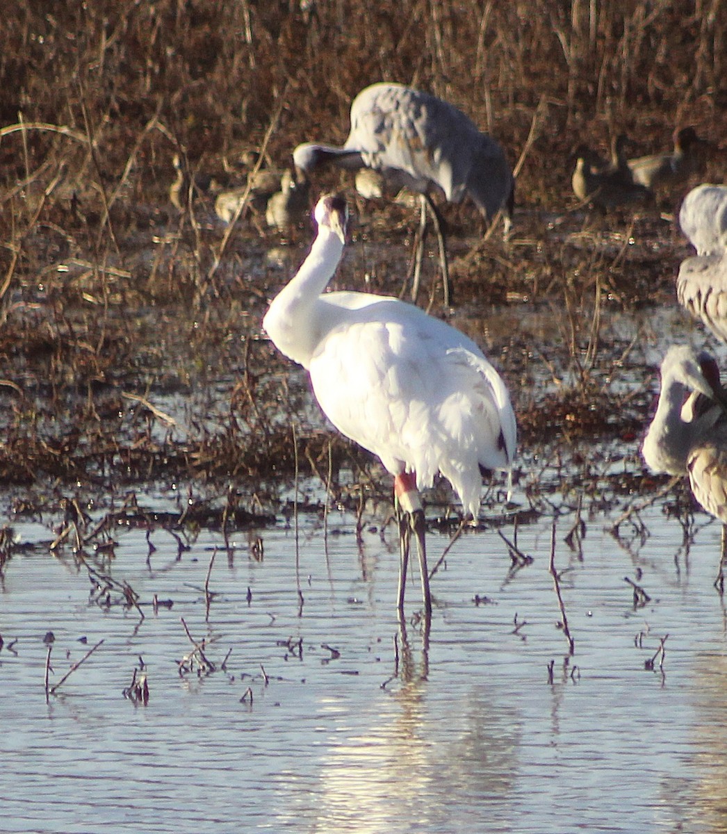 trompettrane - ML647473076