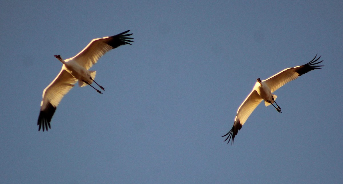 trompettrane - ML647473077