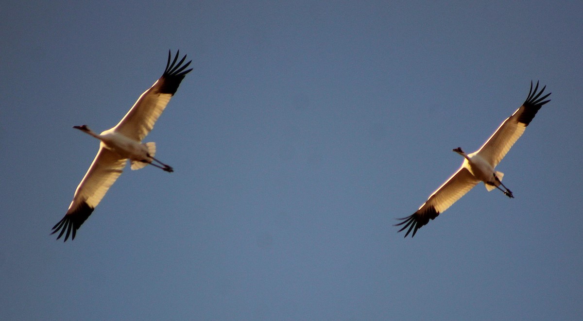 trompettrane - ML647473078