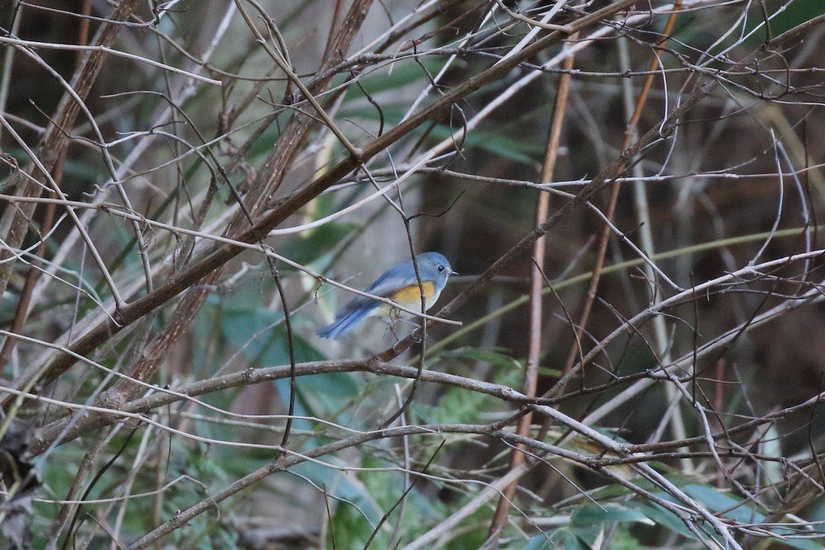 藍尾鴝 - ML647473079